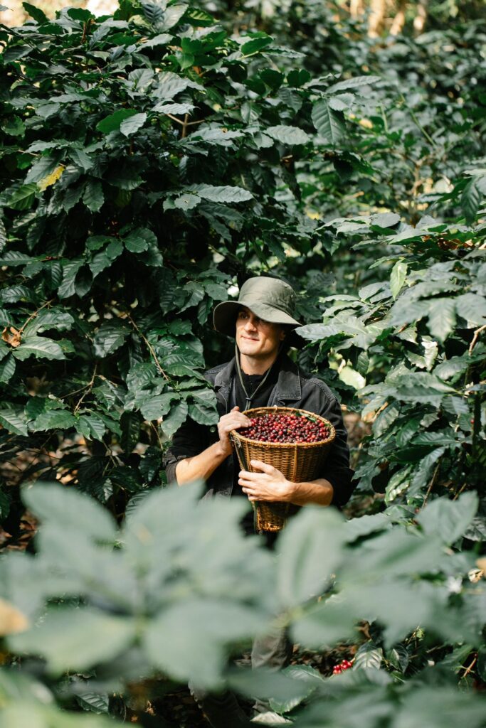 Coffee picker carrying a basket of harvested coffee cherries through a coffee field